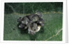 Adalia bipunctata (twospotted lady beetle) - emerging of the larvae by Anonymous
