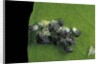 Adalia bipunctata (twospotted lady beetle) - emerging of the larvae by Anonymous