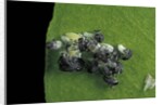 Adalia bipunctata (twospotted lady beetle) - emerging of the larvae by Anonymous