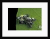 Adalia bipunctata (twospotted lady beetle) - emerging of the larvae by Anonymous