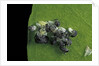 Adalia bipunctata (twospotted lady beetle) - emerging of the larvae by Anonymous