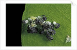 Adalia bipunctata (twospotted lady beetle) - emerging of the larvae by Anonymous