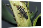Adalia bipunctata (twospotted lady beetle) - larva devouring aphids by Anonymous