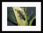 Adalia bipunctata (twospotted lady beetle) - larva devouring aphids by Anonymous