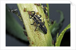 Adalia bipunctata (twospotted lady beetle) - larva devouring aphids by Anonymous