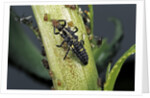 Adalia bipunctata (twospotted lady beetle) - larva devouring aphids by Anonymous
