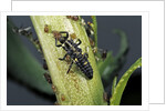 Adalia bipunctata (twospotted lady beetle) - larva devouring aphids by Anonymous
