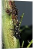 Adalia bipunctata (twospotted lady beetle) - larva devouring aphids by Anonymous