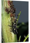 Adalia bipunctata (twospotted lady beetle) - larva devouring aphids by Anonymous