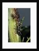 Adalia bipunctata (twospotted lady beetle) - larva devouring aphids by Anonymous