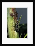 Adalia bipunctata (twospotted lady beetle) - larva devouring aphids by Anonymous