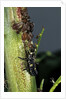 Adalia bipunctata (twospotted lady beetle) - larva devouring aphids by Anonymous