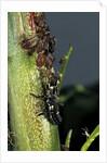 Adalia bipunctata (twospotted lady beetle) - larva devouring aphids by Anonymous