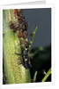 Adalia bipunctata (twospotted lady beetle) - larva devouring aphids by Anonymous