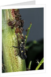Adalia bipunctata (twospotted lady beetle) - larva devouring aphids by Anonymous