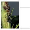 Adalia bipunctata (twospotted lady beetle) - larva devouring aphids by Anonymous