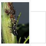 Adalia bipunctata (twospotted lady beetle) - larva devouring aphids by Anonymous