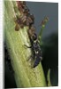 Adalia bipunctata (twospotted lady beetle) - larva devouring aphids by Anonymous