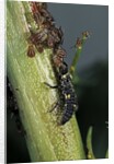 Adalia bipunctata (twospotted lady beetle) - larva devouring aphids by Anonymous