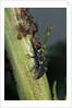 Adalia bipunctata (twospotted lady beetle) - larva devouring aphids by Anonymous