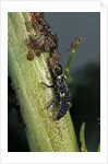 Adalia bipunctata (twospotted lady beetle) - larva devouring aphids by Anonymous
