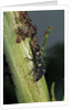 Adalia bipunctata (twospotted lady beetle) - larva devouring aphids by Anonymous