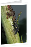 Adalia bipunctata (twospotted lady beetle) - larva devouring aphids by Anonymous