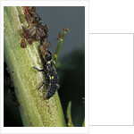 Adalia bipunctata (twospotted lady beetle) - larva devouring aphids by Anonymous