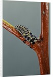 Adalia bipunctata (twospotted lady beetle) - larva by Anonymous