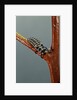 Adalia bipunctata (twospotted lady beetle) - larva by Anonymous