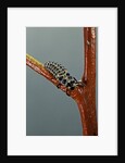 Adalia bipunctata (twospotted lady beetle) - larva by Anonymous
