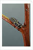 Adalia bipunctata (twospotted lady beetle) - larva by Anonymous