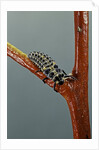 Adalia bipunctata (twospotted lady beetle) - larva by Anonymous