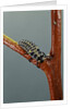 Adalia bipunctata (twospotted lady beetle) - larva by Anonymous