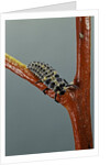 Adalia bipunctata (twospotted lady beetle) - larva by Anonymous