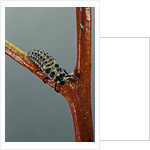 Adalia bipunctata (twospotted lady beetle) - larva by Anonymous