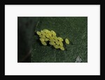 Adalia bipunctata (twospotted lady beetle) - eggs by Anonymous