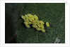 Adalia bipunctata (twospotted lady beetle) - eggs by Anonymous