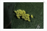 Adalia bipunctata (twospotted lady beetle) - eggs by Anonymous