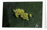 Adalia bipunctata (twospotted lady beetle) - eggs by Anonymous