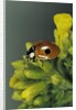 Adalia bipunctata (twospotted lady beetle) by Anonymous
