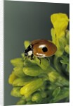 Adalia bipunctata (twospotted lady beetle) by Anonymous