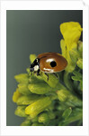Adalia bipunctata (twospotted lady beetle) by Anonymous