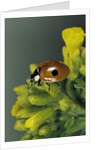 Adalia bipunctata (twospotted lady beetle) by Anonymous