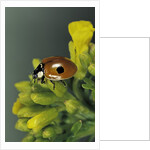 Adalia bipunctata (twospotted lady beetle) by Anonymous