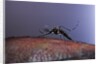Aedes aegypti (yellowfever mosquito) by Anonymous