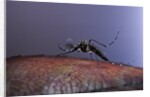 Aedes aegypti (yellowfever mosquito) by Anonymous