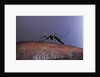 Aedes aegypti (yellowfever mosquito) by Anonymous