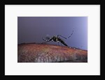 Aedes aegypti (yellowfever mosquito) by Anonymous