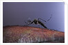 Aedes aegypti (yellowfever mosquito) by Anonymous